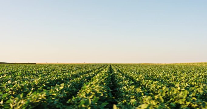 Green soybean plants cultivating in an agricultural farm field under a clear blue sky