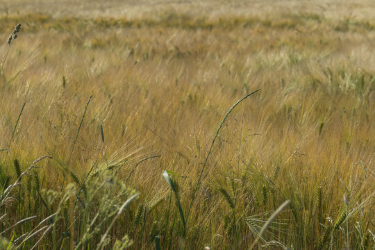 Ripe barley field with golden ears in the warm summer sunlight