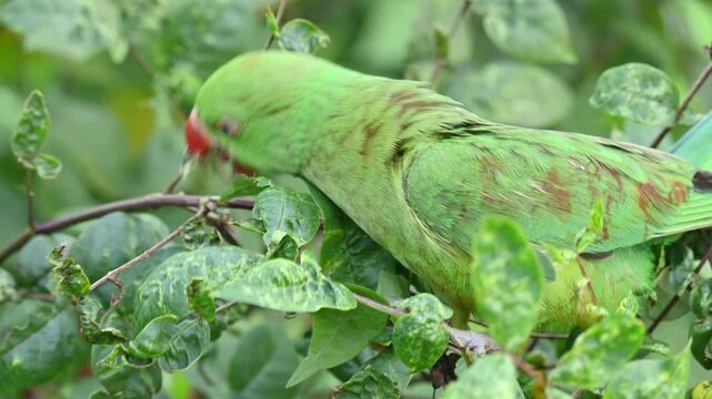 Rose-ringed parakeet bird. Its common name is Psittacula krameri,&nbsp;ring-necked parakeet and&nbsp;Indian Ringneck. It is a medium-sized&nbsp;parrot&nbsp;in the&nbsp;genus&nbsp;Psittacula, of the&nbsp;family&nbsp;Psittaculidae. wild bird.
