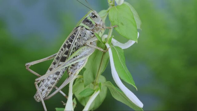 Big brown ang green, long wings female bush-cricket on thin honeysuckle branches covered with flowers. Large grey grasshopper sit on white tubular flowers and bright green leaves of Lonicera