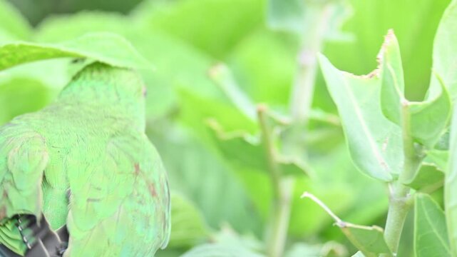 Rose-ringed parakeet bird. Its common name is Psittacula krameri,&nbsp;ring-necked parakeet and&nbsp;Indian Ringneck. It is a medium-sized&nbsp;parrot&nbsp;in the&nbsp;genus&nbsp;Psittacula, of the&nbsp;family&nbsp;Psittaculidae. wild bird.