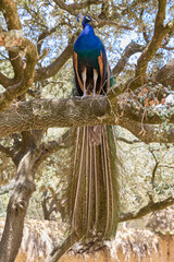 Colorful peacock perched on tree branch with long iridescent tail © Anna Baranova