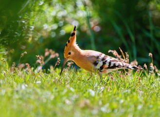 The Eurasian hoopoe  bird in the grass (Upupa epops) © Tunatura