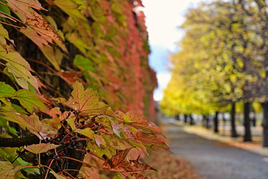 Close-Up View of Colorful Autumn Ivy Leaves on a Wall in Augarten Park Vienna Austria