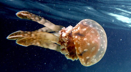 Philippine's sea life © Brian