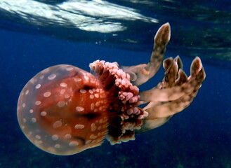 Philippine's sea life © Brian