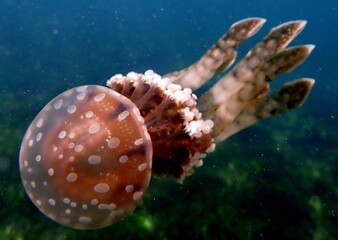 Philippine's sea life © Brian