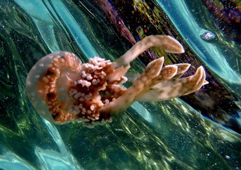 Philippine's sea life © Brian