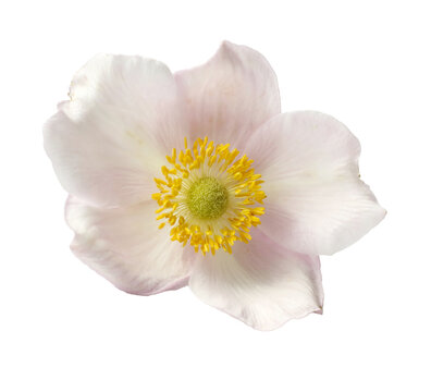 isolated beautiful white anemone flower