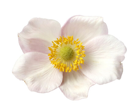 isolated beautiful white anemone flower