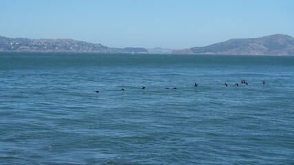 Fototapeta premium The beautiful coast view in San Francisco of the America