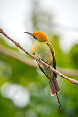 Obraz premium Green Bee-Eater, Little Green bee-eater, Merops Orientalis