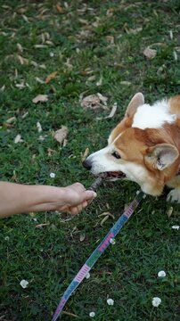 Playful interaction between people and pets highlights trust, exercise and mental stimulation. A Pembroke Welsh Corgi plays tug of war with a stick held by a person's hand on the grass