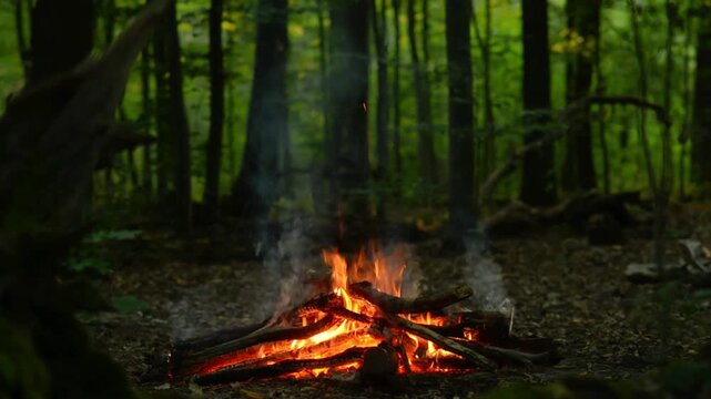 Seamless loop of peaceful campfire burning in green forest with natural audio crackling soundscape. Scenic background for bushcraft camping, outdoor survival, relaxing nature atmosphere.