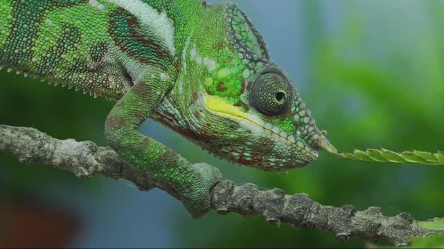 Detailed profile of colorful Furcifer pardalis chameleon walks on branch near lush green fern leaves and looking around in soft, blurred green background. Portrait of vibrant panther chameleon.