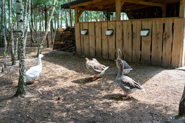 Geese walking in rustic farm enclosure beside wooden shelter © Alexander