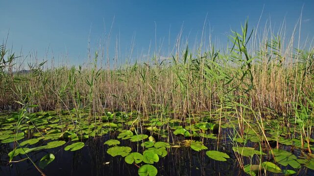 Close view of water lilies and reed beds in the wetlands of Skadar Lake National Park, Montenegro. Rich aquatic vegetation creates a thriving freshwater habitat beneath a clear summer sky