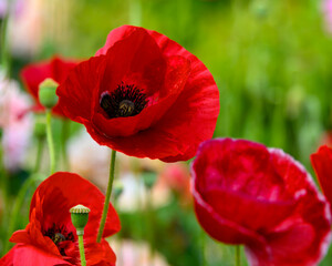 Obraz premium Bright red poppy flowers blooming in a sunny garden surrounded by vibrant greenery during springtime