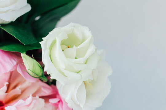 Bright white flower with pink blossoms on a light background showing natural beauty and colors in a simple still life setting