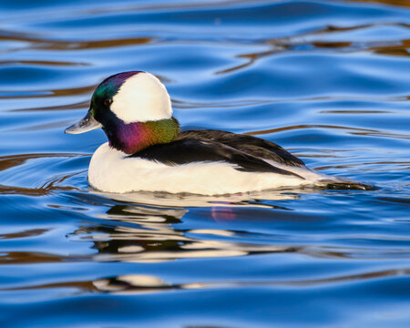 Colorful duck swimming in calm blue waters during a sunny day in the park