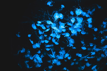 Bright blue jellyfish swim in dark water during a night scene in an aquarium setting © ir1ska