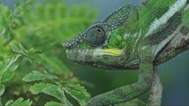 Macro close up of vivid green panther chameleon dragon focusing on fresh fern foliage and looking around in soft-focus green blue background. Detailed portrait of vibrant panther chameleon.