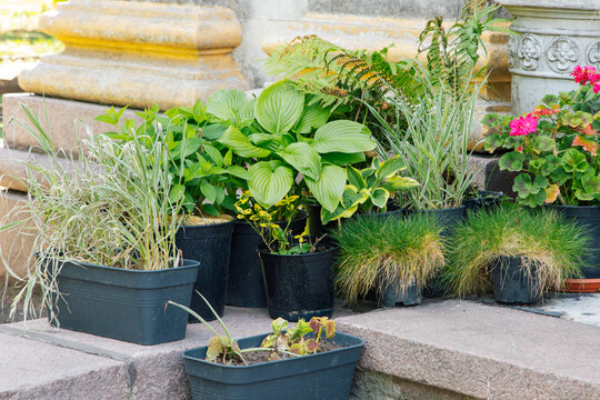 Plants in pots arranged on stone steps in a garden setting during bright daylight