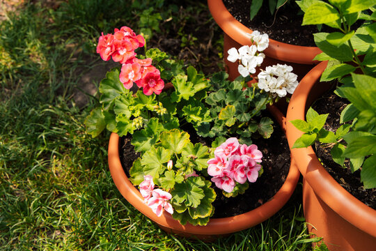 Garden flowers grow in pots during daytime in warm weather in a backyard setting