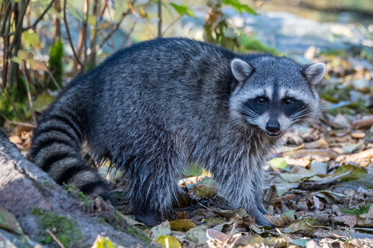 Raccoon exploring forest surroundings in autumn season amidst fallen leaves