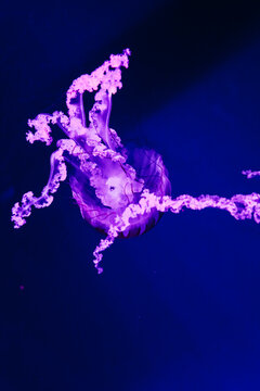 Colorful jellyfish swimming in water with bright blue background at aquarium during evening