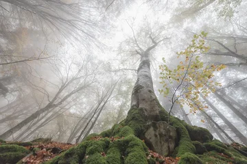 Fotobehang Badkamer Upward wide-angle shot of a mossy tree trunk in a foggy forest. Ideal for environmental, wellness, and growth-related commercial themes.  © marcodenaro