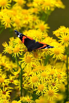 Red Admiral Butterfly Resting on Blooming Yellow Flowers in Summer Meadow