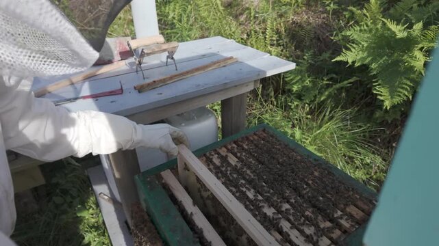 Beekeeper inspects a hive frame of pale drawn comb