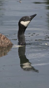 Canada Goose (Branta canadensis) with deformed plumage causing buoyancy problems, low in the water drinking from a lake. July, Kent, UK [Half speed] Vertical