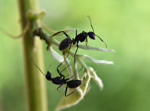 Closeup of two black ants on the Wisteria branch