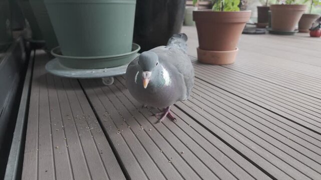 Wood pigeon walks towards the camera across decking