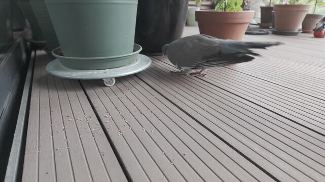 Slow motion wood pigeon walking across a garden terrace
