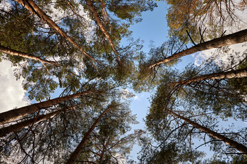 Low angle view looking up through tall pine tree canopy to blue sky, forest treetops converging perspective © A-Quantix