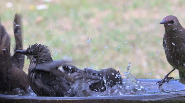 Starling (Sturnus vulgaris) juveniles splashing and drinking water in a garden bird bath. July, Kent, UK [Slow motion x4]