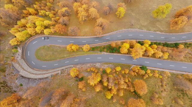 Aerial drone view of a winding road curving through a colorful autumn forest. Scenic fall foliage, route travel, and transportation concept.