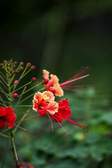 Obraz premium Close-up of red and yellow peacock flower (Pride of Barbados) with delicate stamens and fern-like foliage on soft green bokeh background