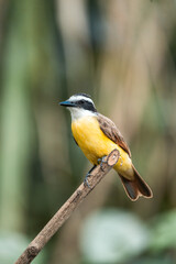 Fototapeta premium Great Kiskadee perched on a thin branch, close-up wildlife portrait showing yellow belly and black-and-white head in natural green background
