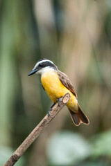 Obraz premium Great kiskadee perched on a thin branch with bright yellow belly and black-and-white head markings