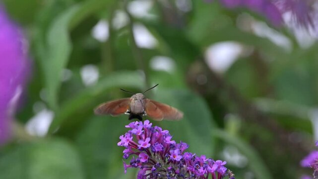 Hummingbird Hawk Moth (Macroglossum stellatarum) hovering and feeding on Buddleia flowers in a garden. July, Kent, UK [Slow motion x10]