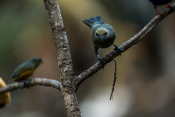 Two blue tit songbirds perched on a mossy tree branch in a shaded woodland with soft bokeh and natural light © PIC by Femke