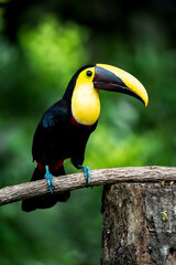 Toucan with bright yellow throat and large yellow bill perched on a mossy branch in lush green rainforest © PIC by Femke