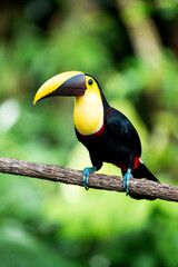 Vibrant yellow-billed toucan perched on a branch in lush tropical rainforest with blurred green background © PIC by Femke