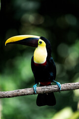 Colorful toucan with large yellow bill perched on a branch in tropical rainforest with soft bokeh background © PIC by Femke