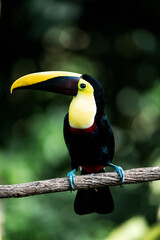Toco toucan perched on branch with vibrant yellow bill and black plumage against blurred green tropical background © PIC by Femke