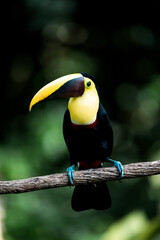 Close-up portrait of a colorful toucan perched on a branch in lush tropical rainforest with vivid yellow bill and green blurred background © PIC by Femke